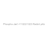 Phospho-Jak1-Y1022/1023 Rabbit pAb